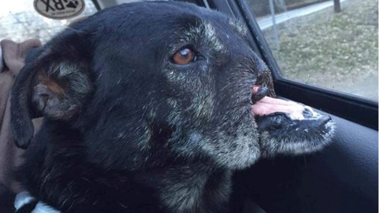 Pas bez njuške se godinama krio ispod automobila. Konačno ima normalan život